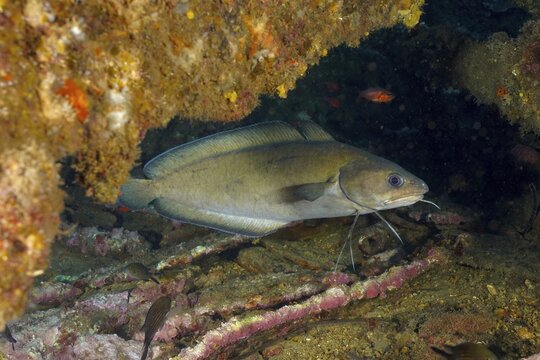A Phycis phycis (Phycis phycis) swimming in an underwater cave between dark rocks and plant remains, dive site Giens Peninsula, Mediterranean Sea, Porquerolles, Provence, C&ocirc;te d'Azur, France