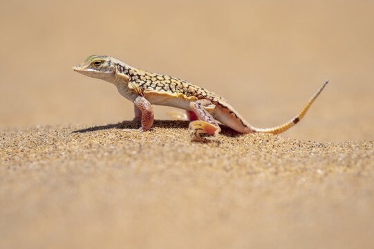 Shovel-nosed lizard (Meroles anchietae), in the sand, stretching its legs in the air to cool off, Namib Desert, Namib Naukluft Park, Namibia