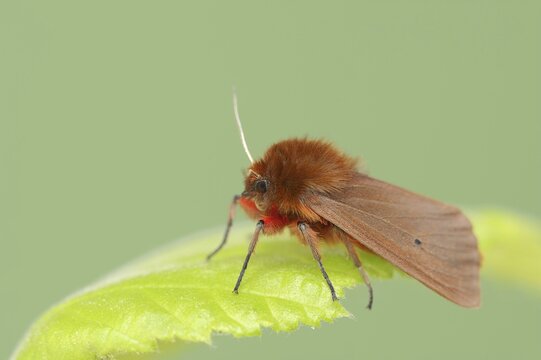 Cinnamon bear or ruby tiger (Phragmatobia fuliginosa), North Rhine-Westphalia, Germany