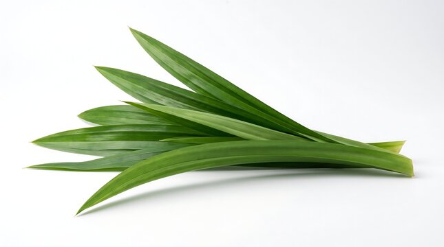 Fresh green pandan leaves isolated on a white background.