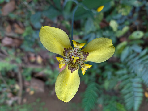 Beautiful yellow irises in the garden