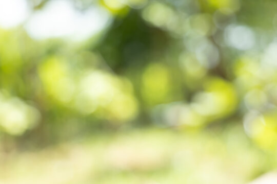 green blurred backdrop of nature, circle light wallpaper, white bokeh background