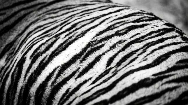 Monochrome tiger stripes close up, black and white animal fur texture