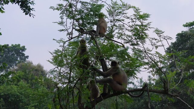 Group of gray money resting and climbing