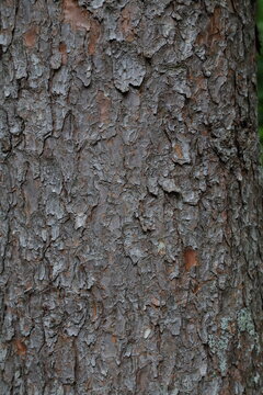 Korean Pine Bark Texture in Hokkaido, Japan