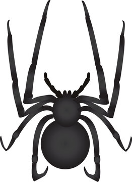 This isolated arachnid vector is suitable for wildlife, zoology, biology, pest control, education, and nature-related design projects.