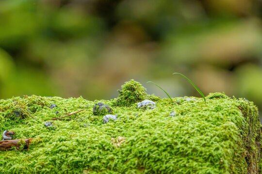 森の苔と新芽のマクロ撮影 エコロジーと自然の生命力のイメージ コピースペースあり