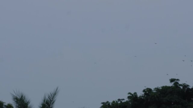 Flock of birds flying over silhouetted trees under overcast sky