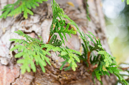 Close-up of vibrant green cedar leaves growing from a textured tree trunk with a blurred background