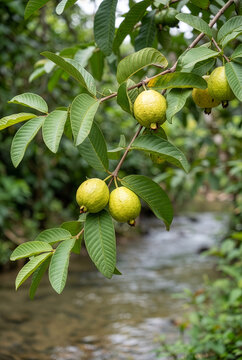 Jambu Biji Fruit of Traditional Indonesian Medicinal Plant