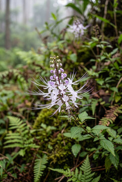 Kumis Kucing Flower of Traditional Indonesian Medicinal Plant