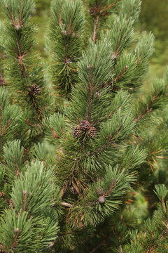 Mugo Pine Foliage and Cones in Hokkaido, Japan