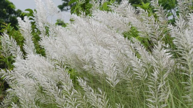 Kans grass swaying in a peaceful autumn breeze