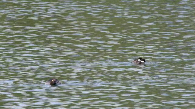A common goldeneye hen with her ducklings swims and dives on a calm lake surface, showcasing natural wildlife behavior and aquatic motion.