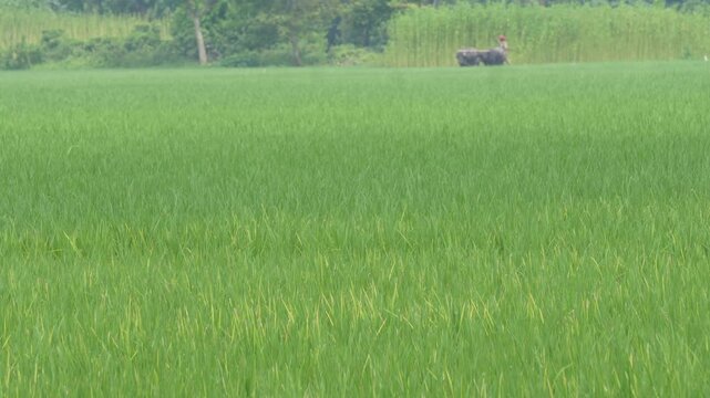 Farmer plowing lush green paddy field with traditional oxen farming