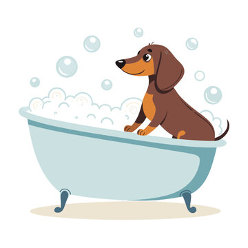 cute dachshund dog sitting inside bubble bath tub grooming flat vector illustration