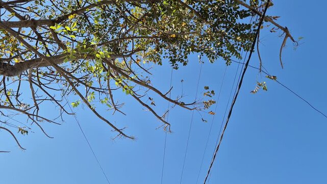 Tree Branches and Power Lines Against Clear Blue Sky in Daylight