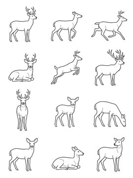set of animals