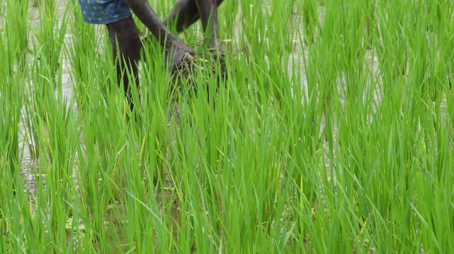 Farmer removing weeds from rice field