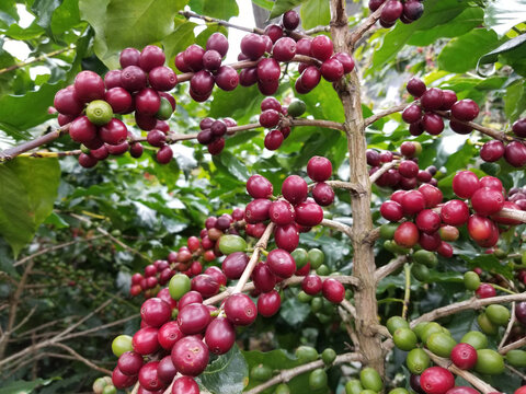 Ripe red Arabica Catimor coffee cherries growing on tree branches in an orchard farm, Vietnam