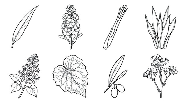 Vintage botanical herb and flower sketches, set of 8 hand drawn floral vector icons, black and white line art illustrations for organic branding