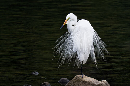 繁殖期に飾り羽が生えてくるダイサギ(Great Egret)