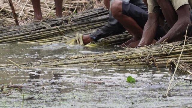 Workers extracting natural jute fiber from plant stems by hand