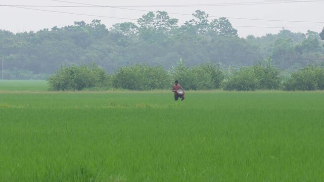 Farmer spraying fertilizer on lush green rice field