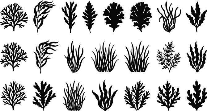 Set of seaweed and kelp silhouette vector icons for marine and ocean design