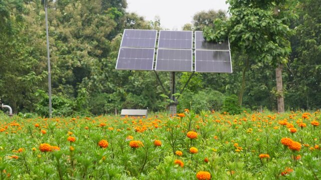 Solar panel array in blooming orange marigold flower field