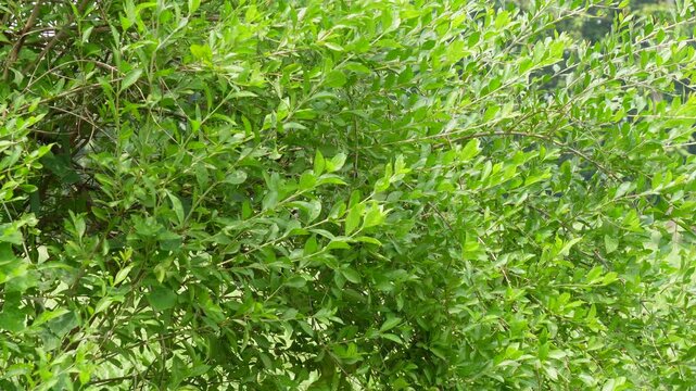 lush green henna plant leaves growing naturally