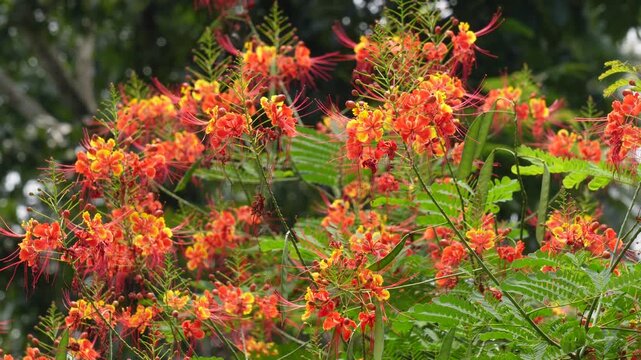Vibrant peacock flower blossoms in tropical garden