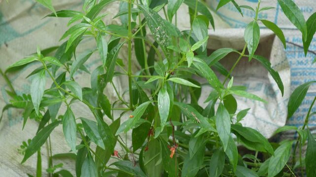 Kalmegh green chiretta medicinal plant
