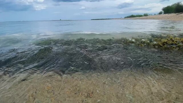 Seaweed floating in shallow waves on Batticaloa beach, Sri Lanka