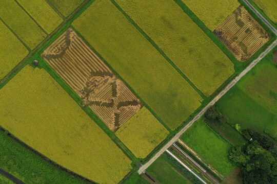 Aerial drone photo of rice paddies and harvested fields in Iga, Mie, Japan