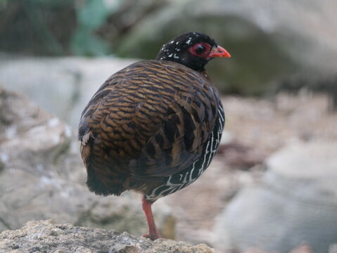Close-up of a quail standing still while seemingly lost in thought in its natural surroundings.
