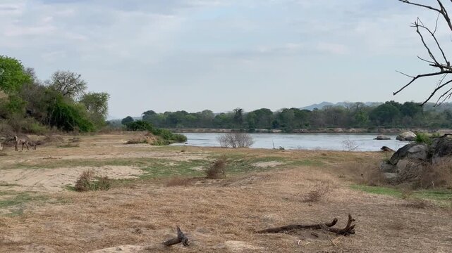 Herd of waterbuck grazing along lush Zambezi river bank in African wilderness.