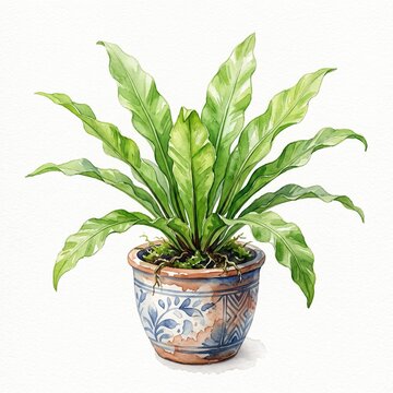 Colorwater painting of polypodiophyta paku pakuan plant in pot. Flower decoration.