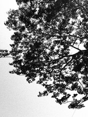 A monochrome portrait of a tree in autumn © Rhaka