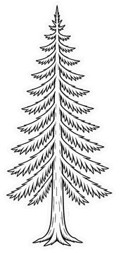 Pine Tree Evergreen Sticker Line Art Vector
