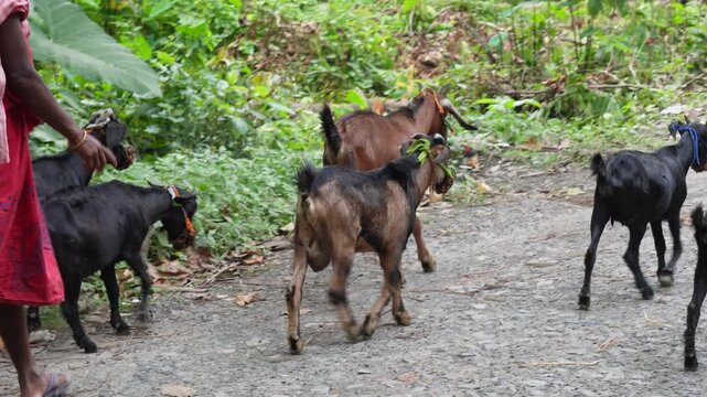 Domestic goats with covered mouths walking on rural dirt path