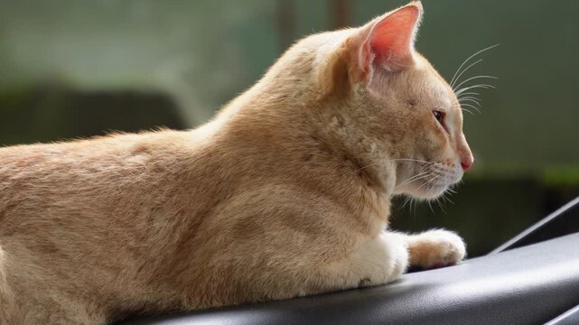 Orange domestic cat resting peacefully