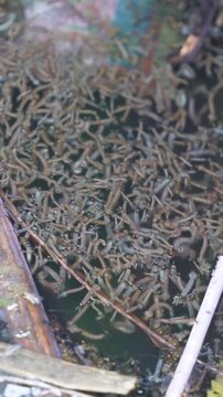 Mosquito larvae wriggling in stagnant water breeding habitat