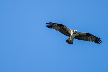 Fototapeta premium An osprey soars effortlessly across a clear blue sky, extending its broad dark wings wide. Its bright white underbelly and sharp brown mask contrast strikingly against the open air.