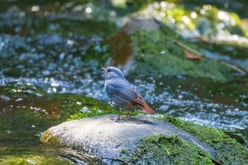 A Plumbeous Water Redstart stands on a rock in a flowing stream. Its reddish tail adds a pop of color against the muted tones of the water and surrounding stones. © 柏翰 邱