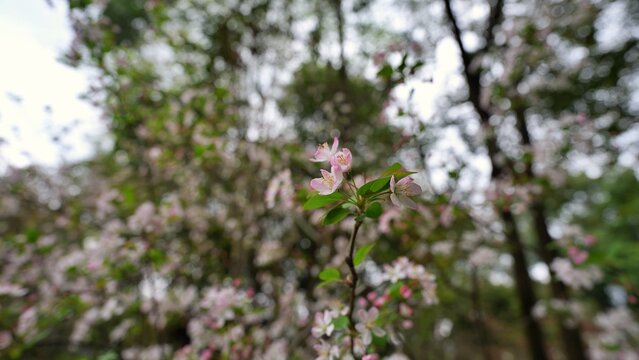 white pink flowers grow in the wild and blurred trees in the background