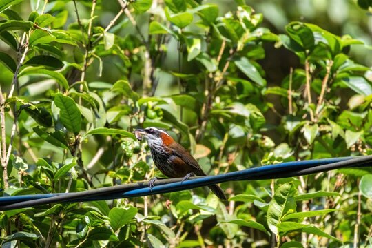 A Taiwan scimitar babbler perches steadily on a dark wire, carrying prey in its curved bill. Its rich chestnut nape and bold white eyestripe pop against sunlit green leaves in the background.