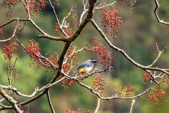 A white-eared sibia perches gracefully among bare branches clustered with red berries. Its dark cap and crisp white ear streak contrast with soft gray plumage against the green backdrop.