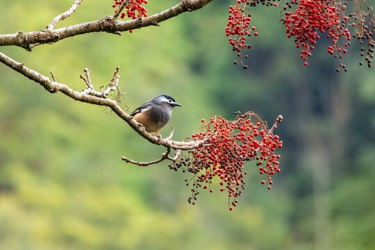 A white-eared sibia perches gracefully among bare branches clustered with red berries. Its dark cap and crisp white ear streak contrast with soft gray plumage against the green backdrop.