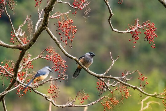 A white-eared sibia perches gracefully among bare branches clustered with red berries. Its dark cap and crisp white ear streak contrast with soft gray plumage against the green backdrop.